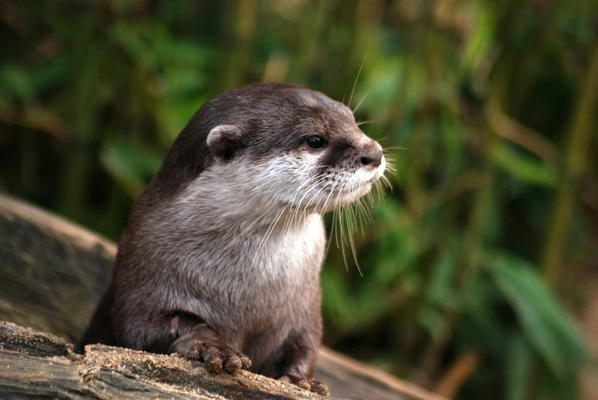 An otter by a log
